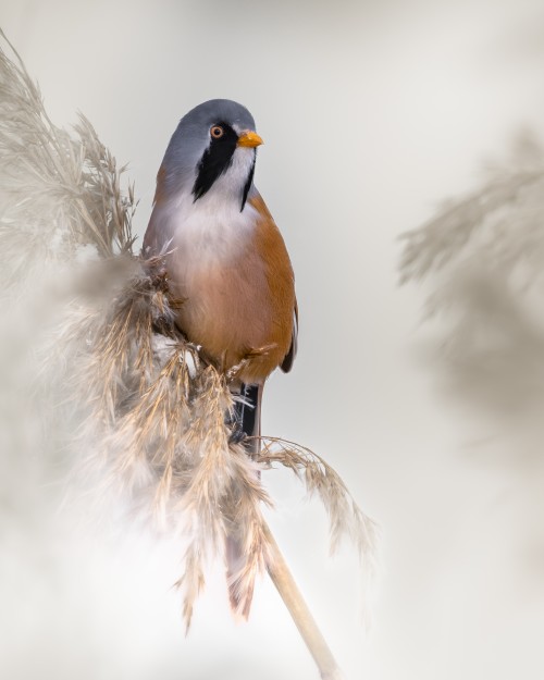 Exposition "Nature et paysages" de Pierre-Alain Gogniat